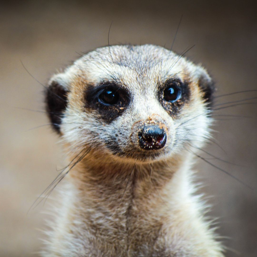 Meerkat - The Magazine Club